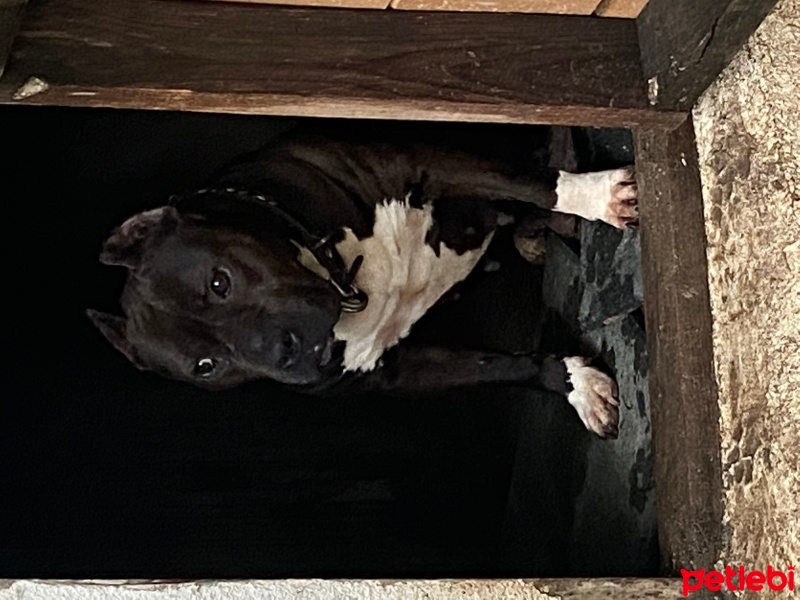 Amerikan Staffordshire Terrier, Köpek  Pres fotoğrafı