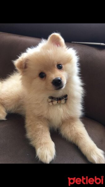 Pomeranyalı, Köpek  max fotoğrafı