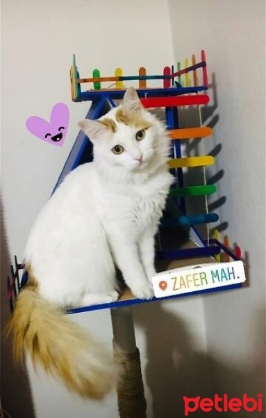 Tekir Kedi, Kedi  Mia fotoğrafı