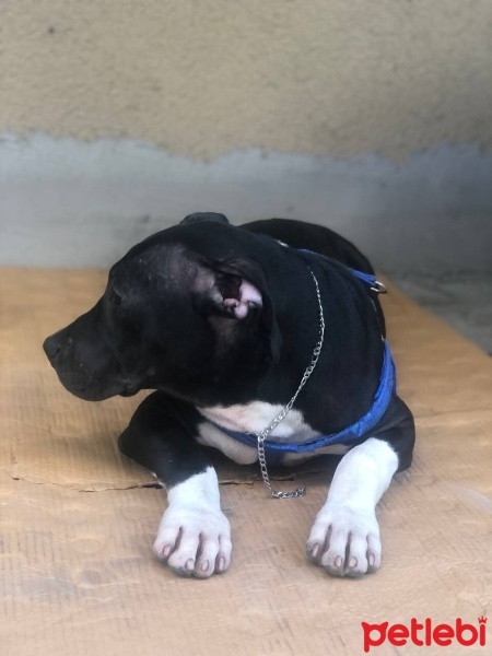 Amerikan Staffordshire Terrier, Köpek  Ares fotoğrafı