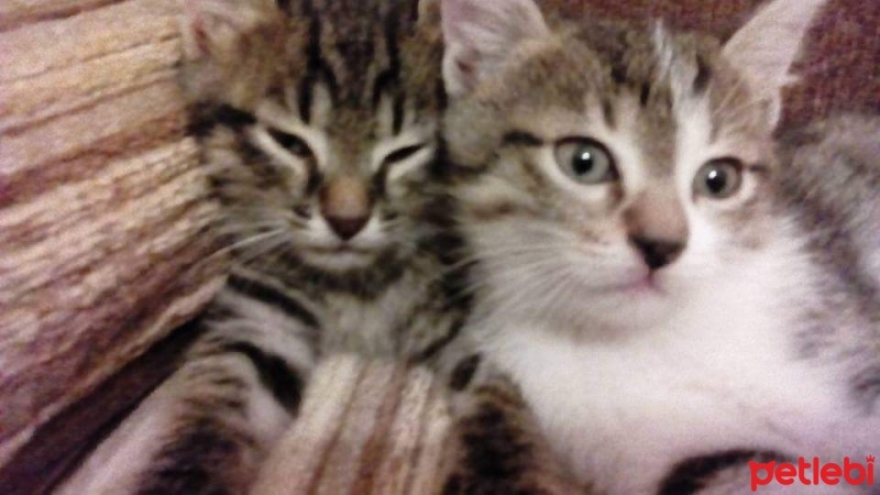 Tekir Kedi, Kedi  Yok fotoğrafı