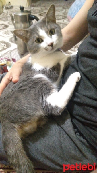 Tekir Kedi, Kedi  Tekir fotoğrafı