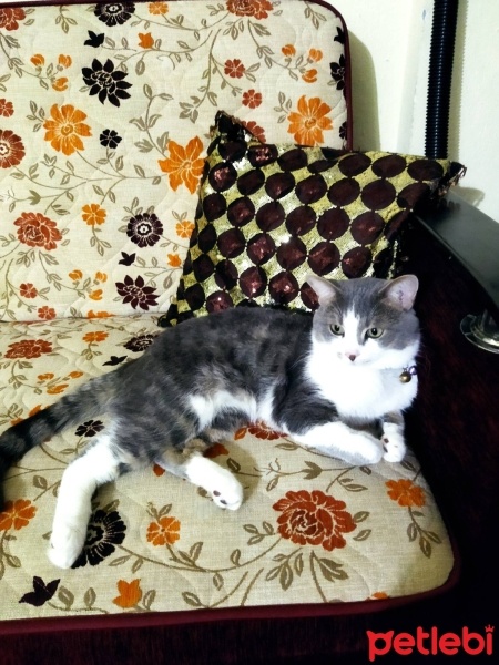 Tekir Kedi, Kedi  Tekir fotoğrafı