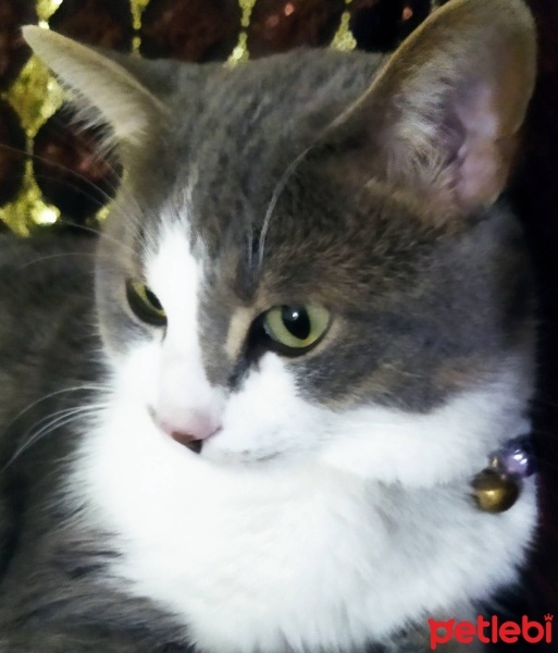 Tekir Kedi, Kedi  Tekir fotoğrafı