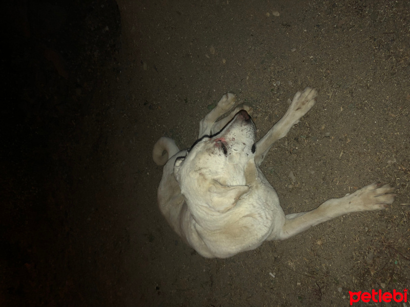Labrador Retriever, Köpek  Salem fotoğrafı
