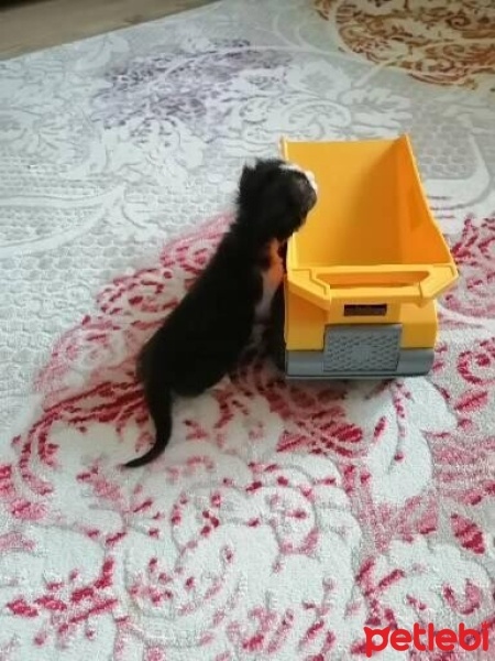 Tekir Kedi, Kedi  Fıstık fotoğrafı