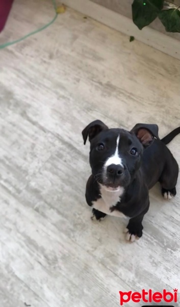 Amerikan Pitbull Terrier, Köpek  Medusa fotoğrafı