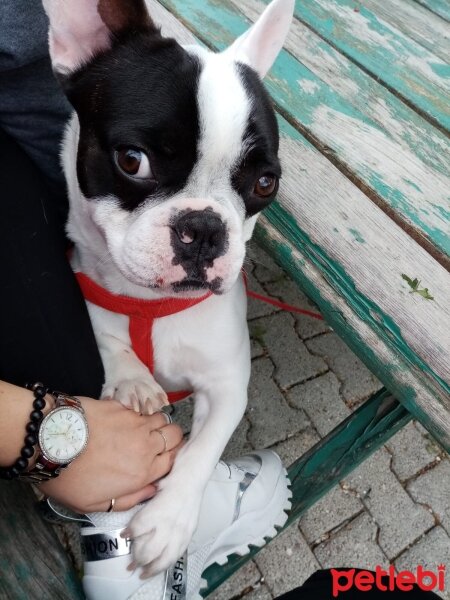 Fransız Bulldog, Köpek  Toplu Bey ve Lili Hanım fotoğrafı