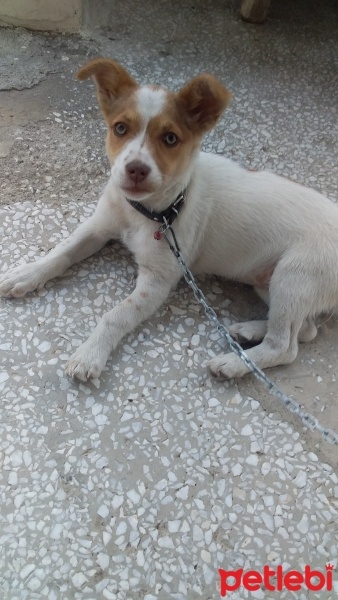 Jack Russell Terrier, Köpek  TARÇIN fotoğrafı