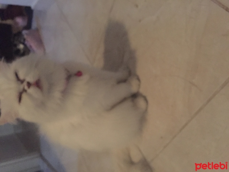 İran Kedisi (Persian), Kedi  Pamuk fotoğrafı