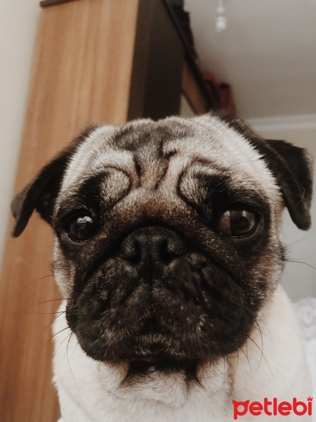Pug, Köpek  Puffy fotoğrafı
