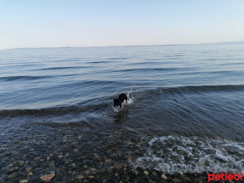 Alman Çoban Köpeği, Köpek  mex fotoğrafı