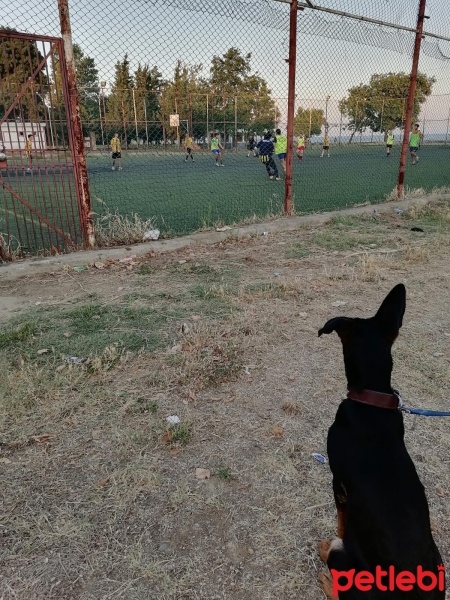 Alman Çoban Köpeği, Köpek  mex fotoğrafı