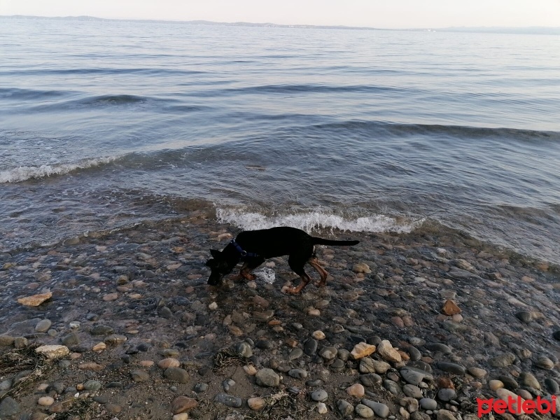 Alman Çoban Köpeği, Köpek  mex fotoğrafı