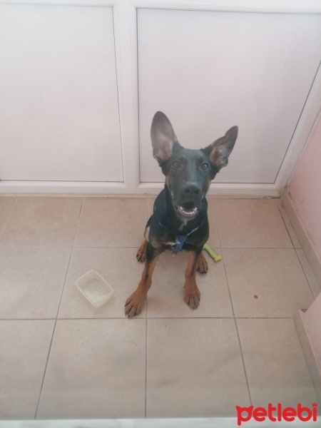 Alman Çoban Köpeği, Köpek  mex fotoğrafı