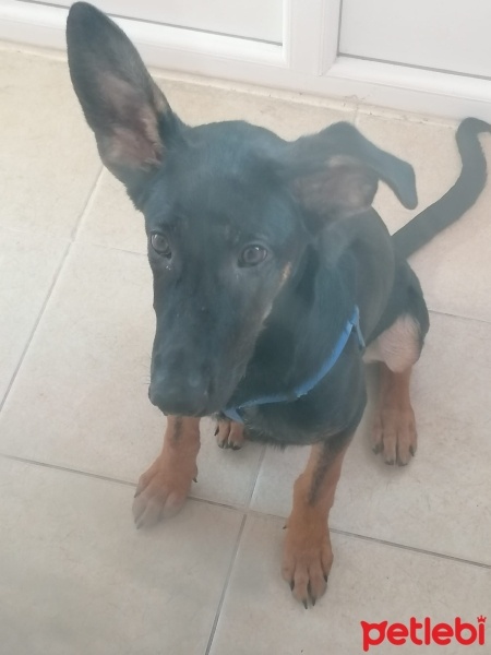 Alman Çoban Köpeği, Köpek  mex fotoğrafı