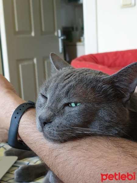 Mavi Rus, Kedi  sacit fotoğrafı