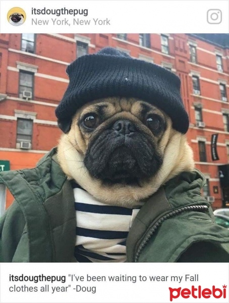 Pug, Köpek  Fox fotoğrafı