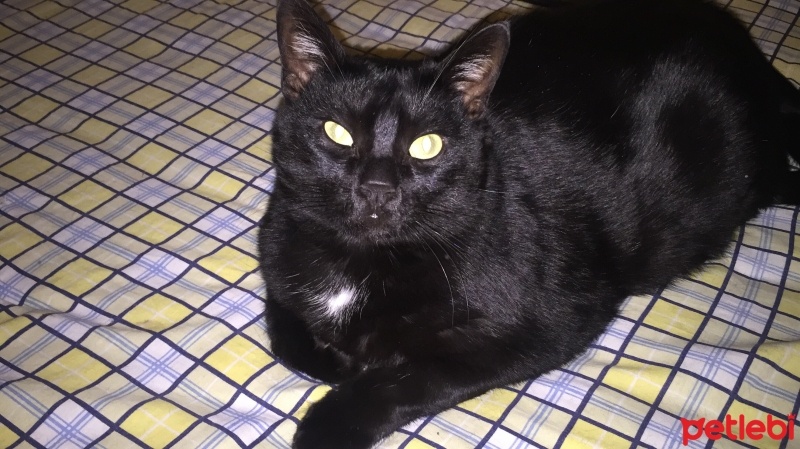 Bombay, Kedi  zekai fotoğrafı