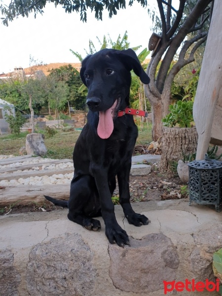 Sokö (Sokak Köpeği), Köpek  deniz fotoğrafı