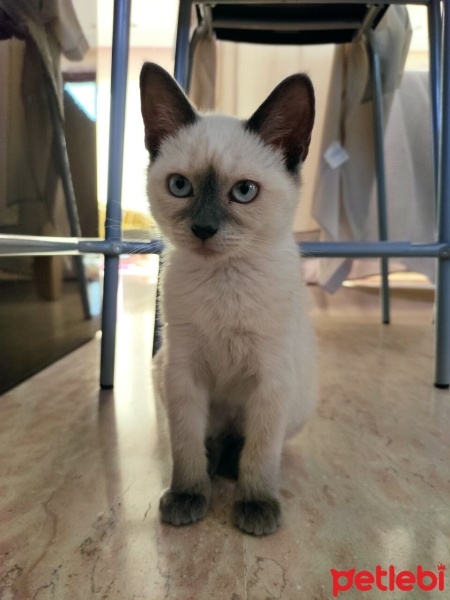 Siyam Kedisi, Kedi  Pamuk fotoğrafı