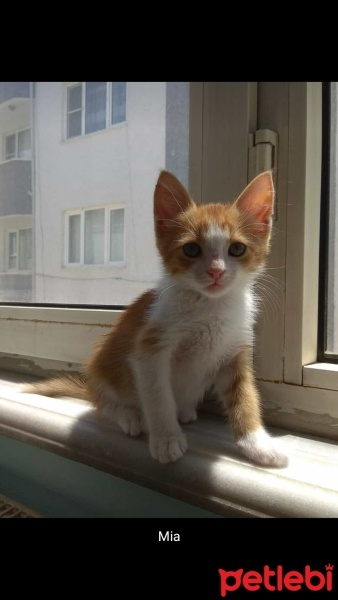 Sarman, Kedi  Efe fotoğrafı