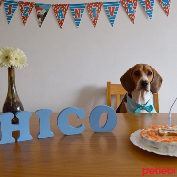 Beagle, Köpek  chico fotoğrafı