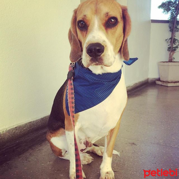 Beagle, Köpek  chico fotoğrafı