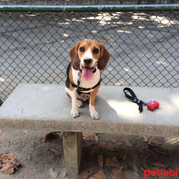 Beagle, Köpek  chico fotoğrafı