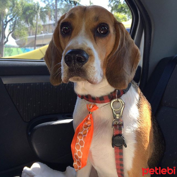 Beagle, Köpek  chico fotoğrafı