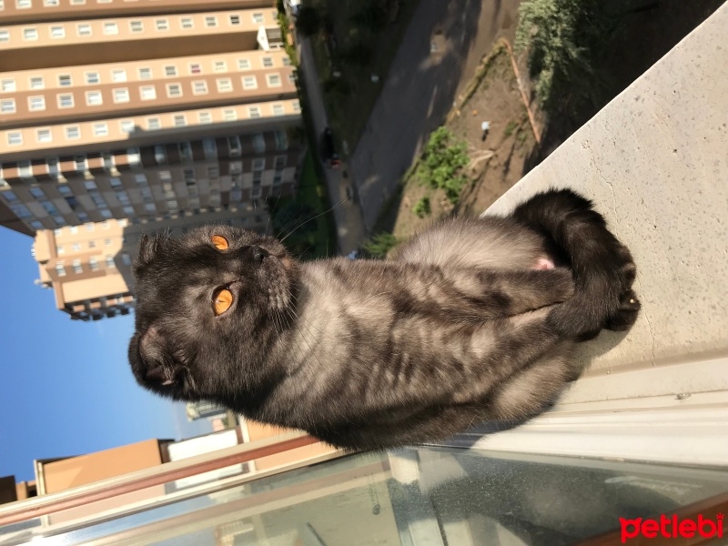 Scottish Fold, Kedi  Şans fotoğrafı
