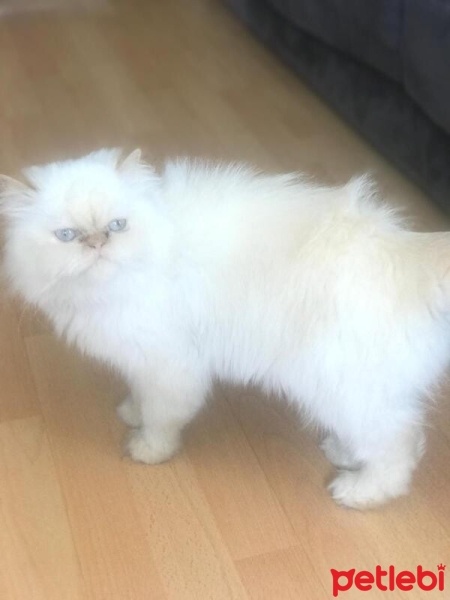 İran Kedisi (Persian), Kedi  Sütlaç fotoğrafı
