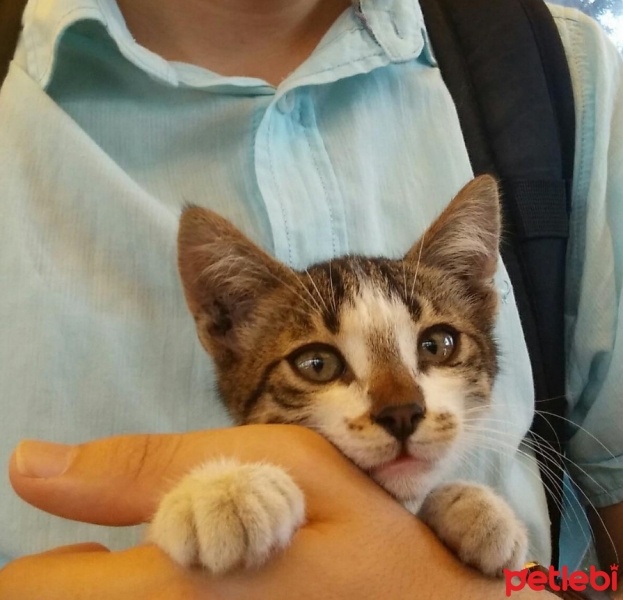 Tekir Kedi, Kedi  Koala fotoğrafı