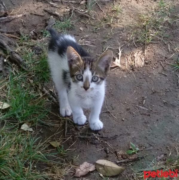 Tekir Kedi, Kedi  Koala fotoğrafı