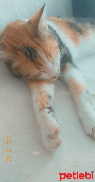 Tekir Kedi, Kedi  Lola fotoğrafı