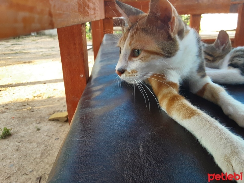 Tekir Kedi, Kedi  Lola fotoğrafı