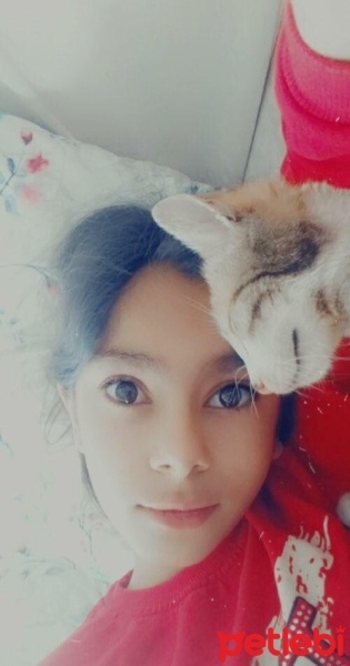 Tekir Kedi, Kedi  Lola fotoğrafı