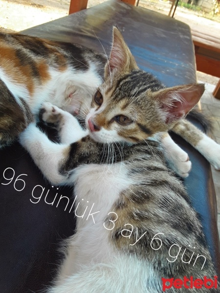 Tekir Kedi, Kedi  Lisa fotoğrafı