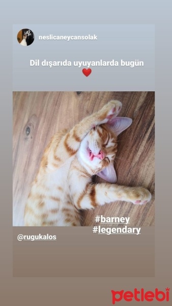Sarman, Kedi  Barney fotoğrafı