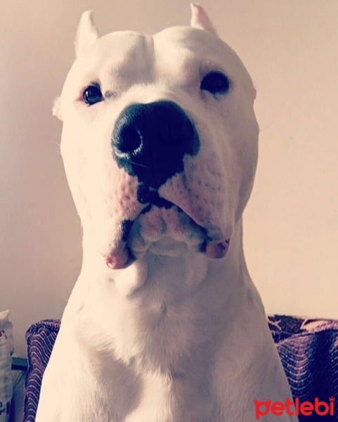 Dogo Arjantin, Köpek  Romeo fotoğrafı