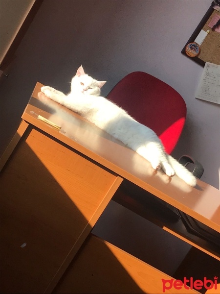 British Shorthair, Kedi  Pars fotoğrafı