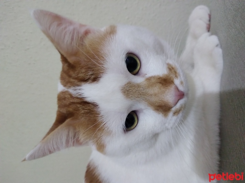 Tekir Kedi, Kedi  Tarçın fotoğrafı
