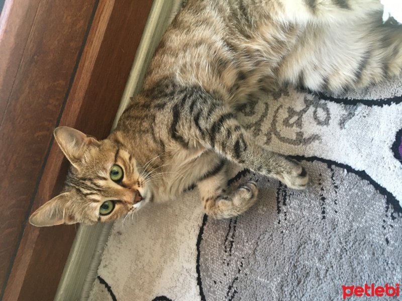 Tekir Kedi, Kedi  Sürmeli fotoğrafı