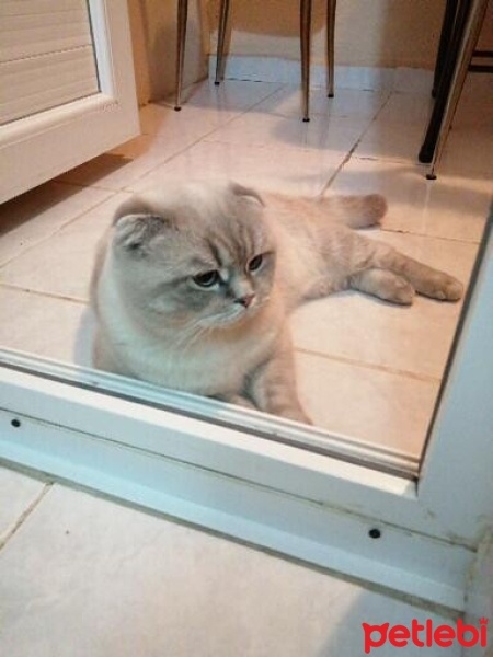Scottish Fold, Kedi  Zeus fotoğrafı