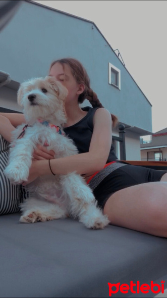 Maltese, Köpek  cookie Babacan fotoğrafı