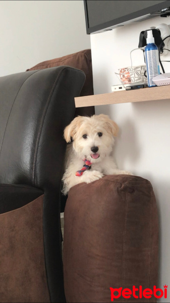 Maltese, Köpek  cookie Babacan fotoğrafı