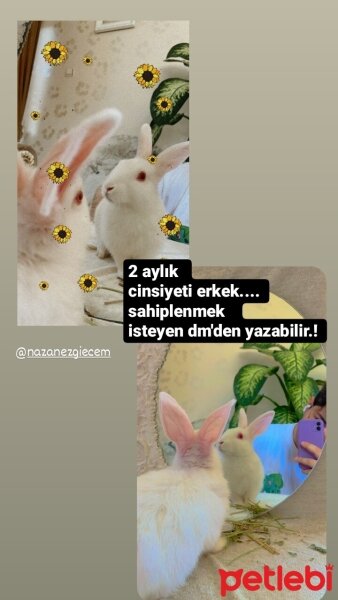 Tavşan, Kemirgen  Coni fotoğrafı