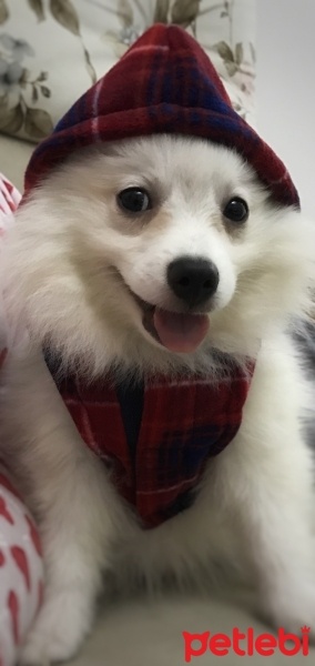 Pomeranyalı, Köpek  Casper fotoğrafı