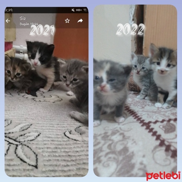 Tekir Kedi, Kedi  Body fotoğrafı