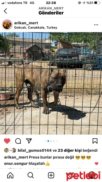 Presa Canario, Köpek  Herküll fotoğrafı